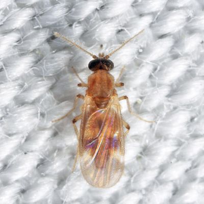 Culicoides crepuscularis
