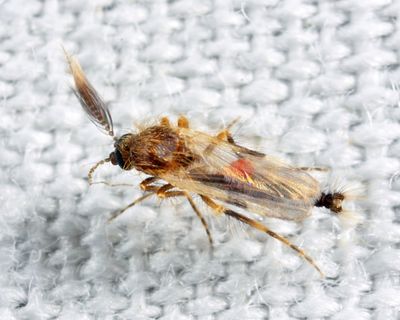 Forcipomyia glauca