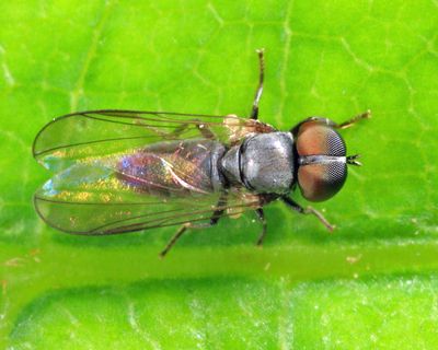 Chalarus sp.