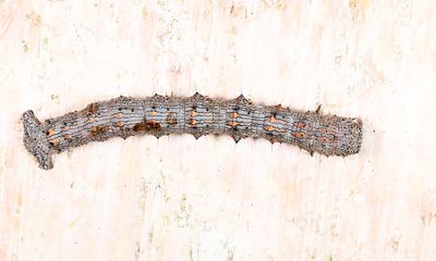 6658 - Half-Wing - Phigalia titea
