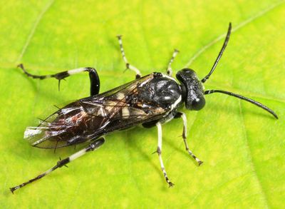 Macrophya flavolineata