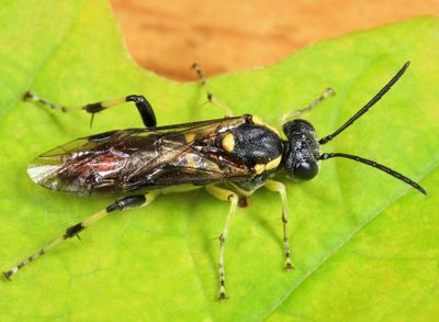 Macrophya senacca