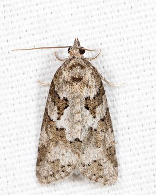 3567.1 - Gray Tortrix - Cnephasia stephensiana