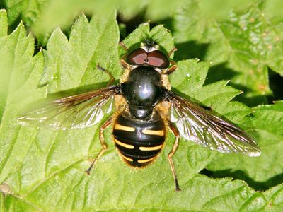 Sericomyia chalcopyga