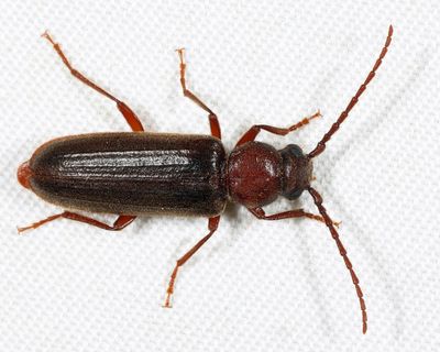 Longhorned Beetles - Subfamily Spondylidinae