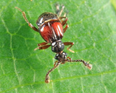 Rybaxis sp.