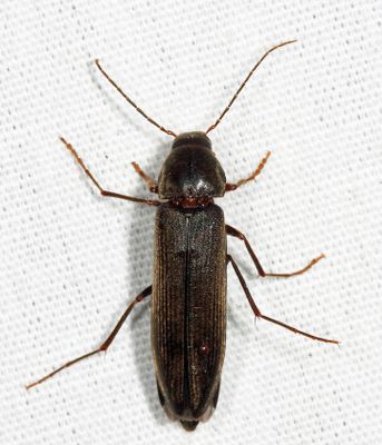 Serropalpus coxalis
