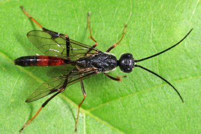 Aulacid Wasps - Aulacidae