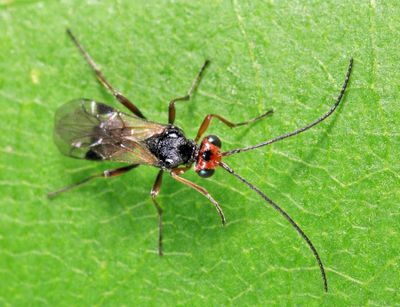 Braconid Wasps - subfamily Euphorinae