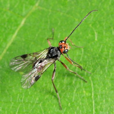 Dinocampus coccinellae