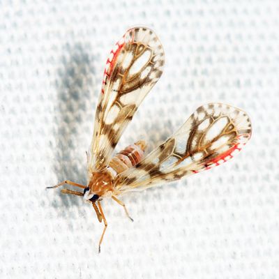 Anotia westwoodii