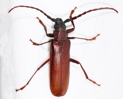 Brown Prionid - Orthosoma brunneum