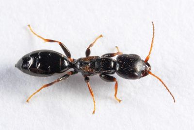 Bethylus decipiens 