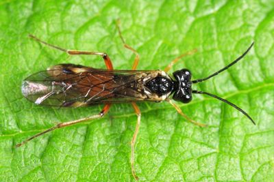 Taxonus borealis