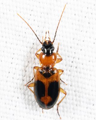 Badister neopulchellus