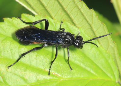 Macrophya cinctula 