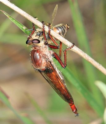 Proctacanthus rufus