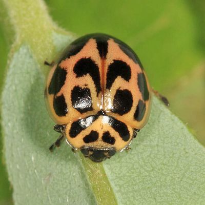 Lady Beetles - Genus Neoharmonia