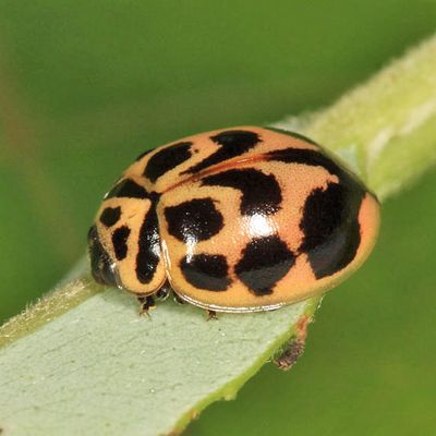 V-marked Lady Beetle - Neoharmonia venusta