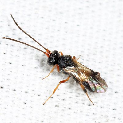 Chelonus sp.