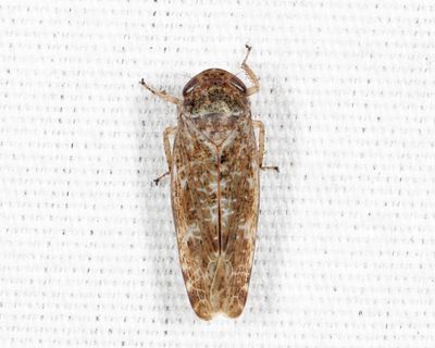 Allygidius atomarius