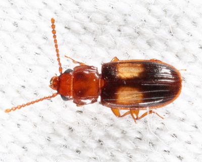 Laemophloeus fasciatus