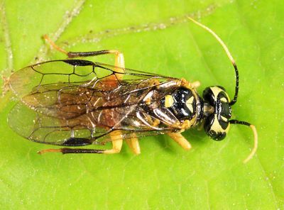 Onycholyda luteicornis