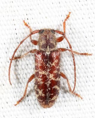 Eupogonius tomentosus