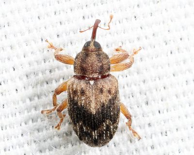 Lignyodes bischoffi