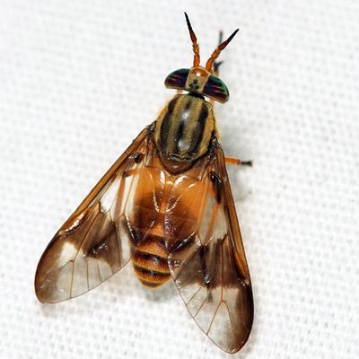 Chrysops flavidus group