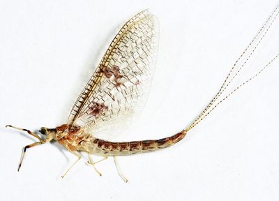 Yellow Drake - Ephemera varia