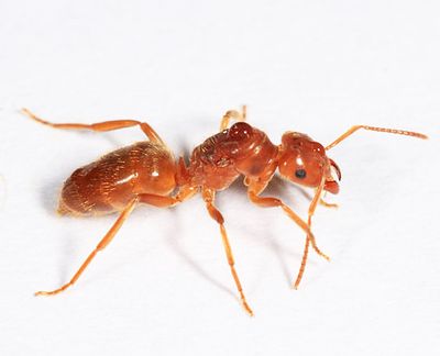 Lasius subumbratus