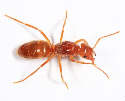 Lasius subumbratus