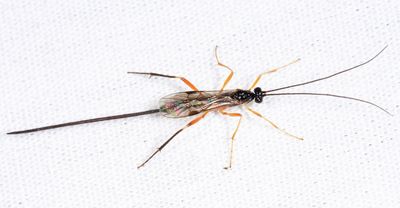 Macrocentrus marginator