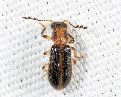 Cregya oculata