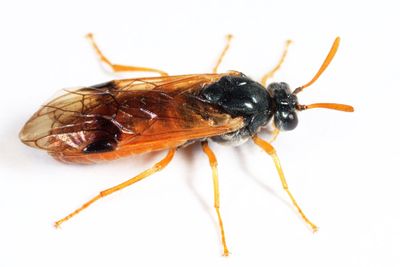 Arge onerosa