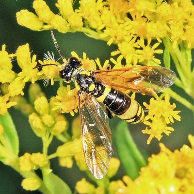 Tenthredo basilaris (female)