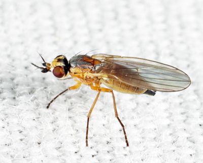 Cerodontha dorsalis