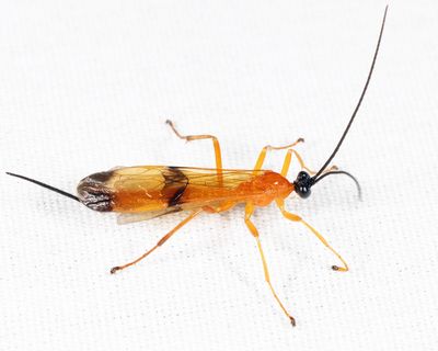 Acrotaphus wiltii