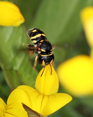 Anthidiellum notatum