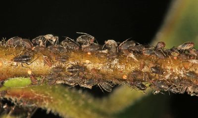 Symydobius americanus