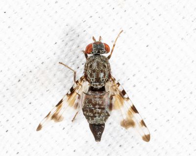 Pseudotephritis vau