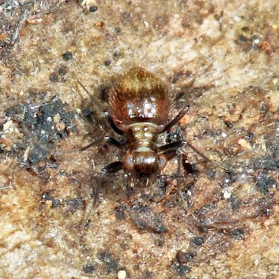 Bertkauia crosbyana