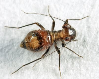 Bertkauia crosbyana