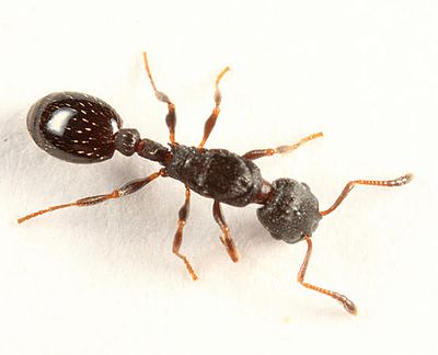 Leptothorax canadensis