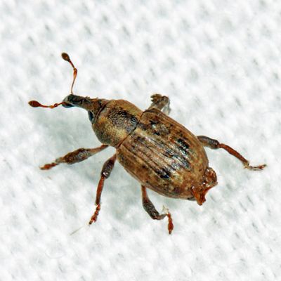 Pickerelweed Weevil - Onychylis nigrirostris