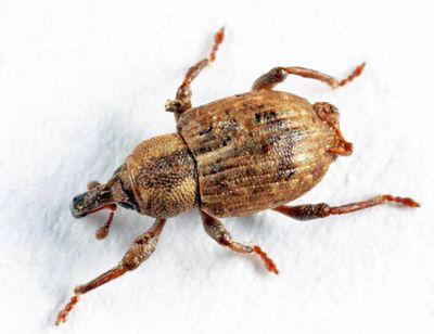 Pickerelweed Weevil - Onychylis nigrirostris