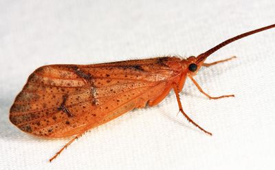 Giant Red Sedge - Pycnopsyche scabripennis