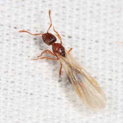 Stenamma sp.