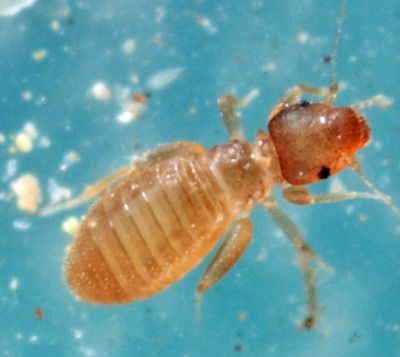 Liposcelis bostrychophila